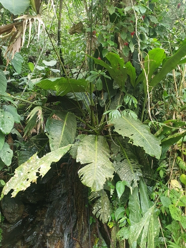 Rhodospatha moritziana, photograph 5