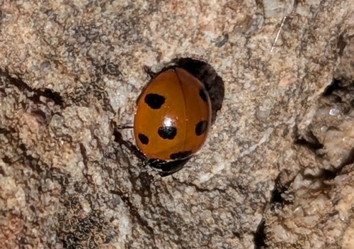 Algerian Seven-spotted Lady Beetle