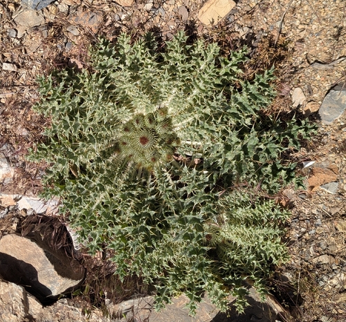stemless cotton-thistle