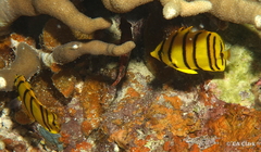 Chaetodon octofasciatus