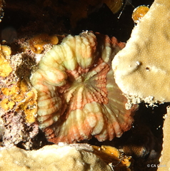 Lobophyllia vitiensis