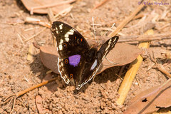 Junonia oenone oenone