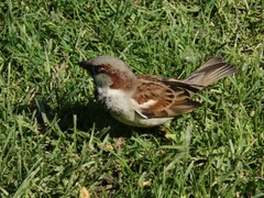 Passer domesticus