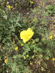 Oenothera grandis