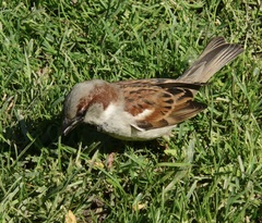 Passer domesticus
