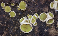 Ascobolus scatigenus