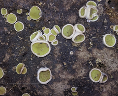 Ascobolus scatigenus