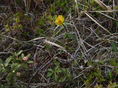 Trollius sibiricus