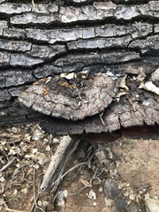 Inonotus munzii