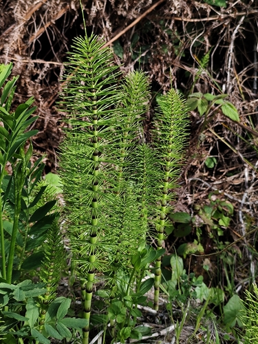 great horsetail