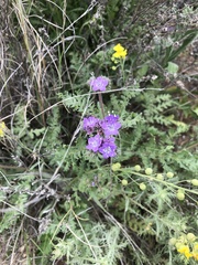 Phacelia popei