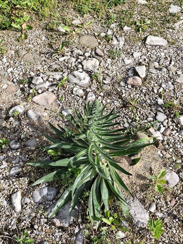Pale Bugloss