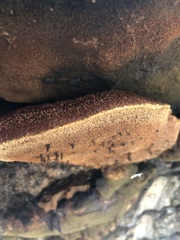 Inonotus munzii