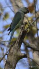 Psittacula columboides