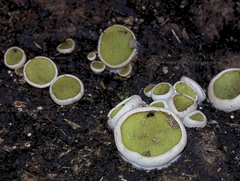 Ascobolus scatigenus