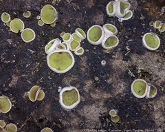 Ascobolus scatigenus