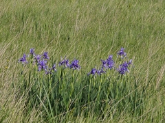 Iris spuria, photograph (c) David Sandler, some rights reserved (CC BY)