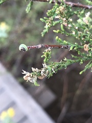 Coniatus splendidulus