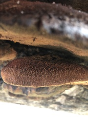 Inonotus munzii