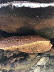 Inonotus munzii