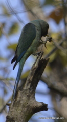 Psittacula columboides
