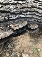 Inonotus munzii