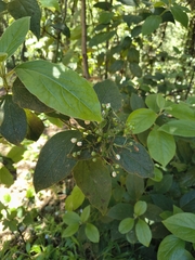 Viburnum rugosum, photograph (c) jeanjacquesgodon, some rights reserved (CC BY)