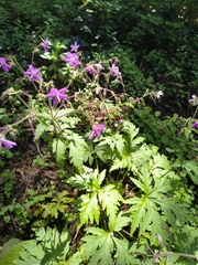 Geranium reuteri, photograph (c) jeanjacquesgodon, some rights reserved (CC BY)