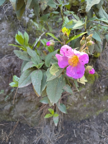 Cistus symphytifolius, photograph 3