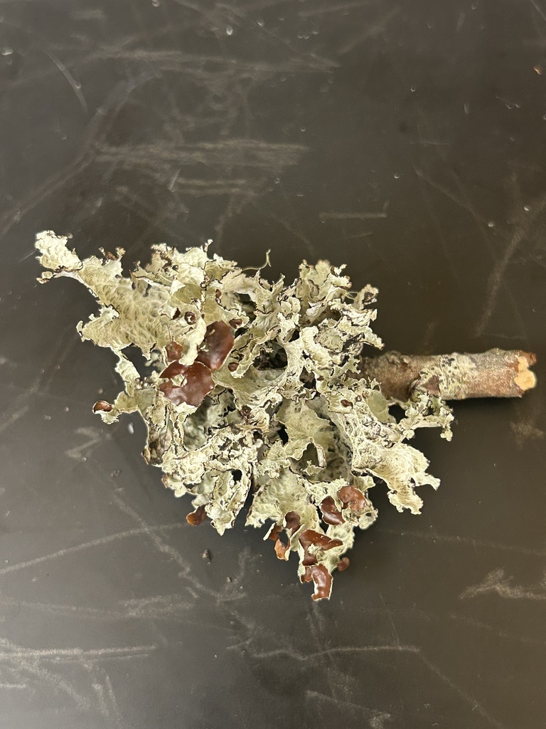 Crumpled Rag Lichen from Kentville, NS, Canada on May 10, 2026 at 12:03 ...