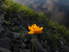 Trollius sibiricus