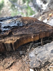 Inonotus munzii