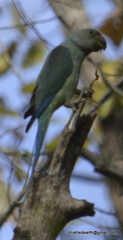 Psittacula columboides