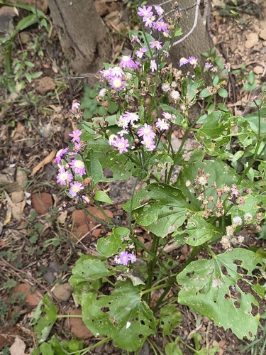 Pericallis echinata