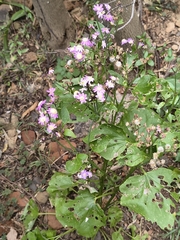 Pericallis echinata