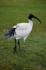 Threskiornis molucca