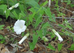 Calystegia catesbeiana