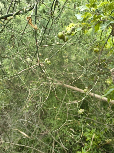 Asparagus umbellatus