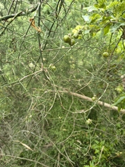Asparagus umbellatus