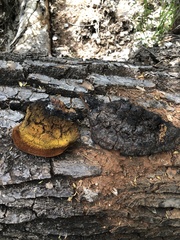 Inonotus munzii