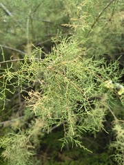 Tamarix canariensis