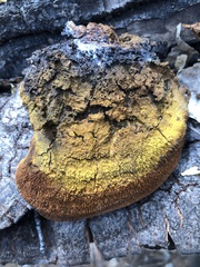 Inonotus munzii