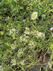 (c) jeanjacquesgodon, some rights reserved (CC BY) Lobularia canariensis, photograph (c) jeanjacquesgodon, some rights reserved (CC BY)