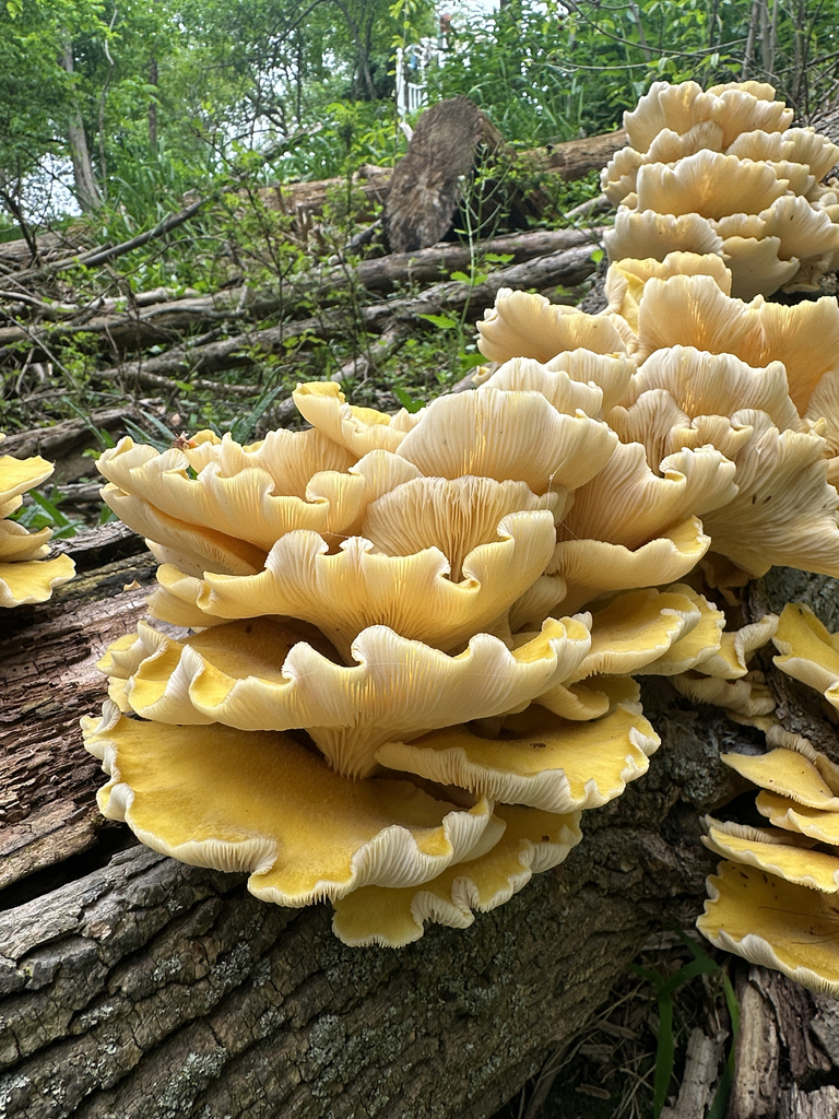 Golden Oyster Mushroom · May 2026 · photo: Photo: (c) Peter Quakenbush, some rights reserved (CC BY) · iNaturalist