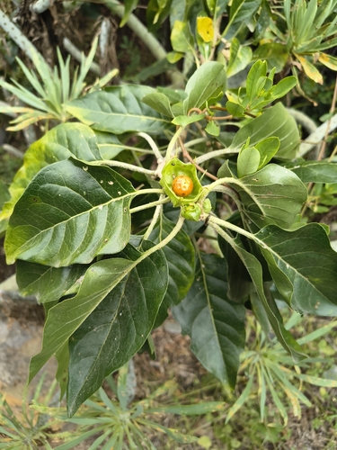 Withania aristata