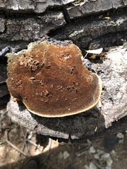 Inonotus munzii