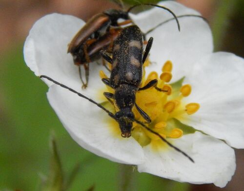 six-spotted longhorn beetle