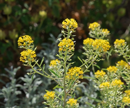 Odontarrhena baldaccii