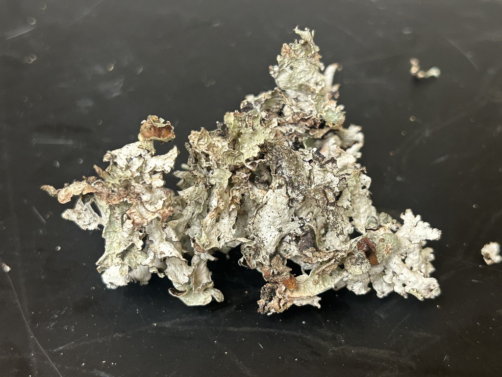 Crumpled Rag Lichen from Kentville, NS, Canada on May 10, 2026 at 12:29 ...