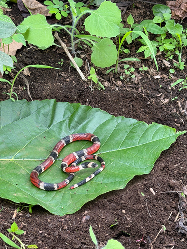 Variegated False Coral Snake
